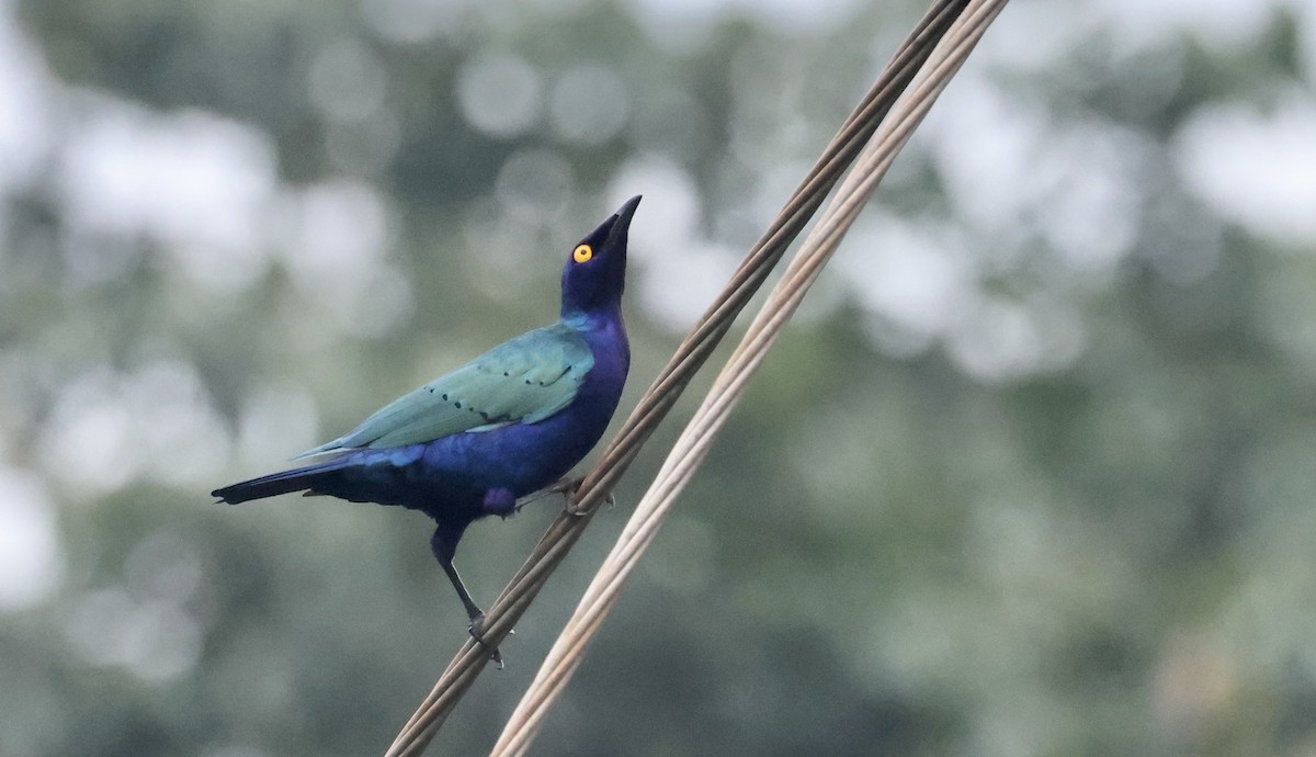 Purple Starling - ML640520814