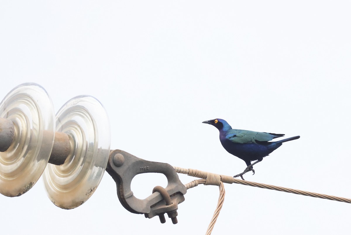 Purple Starling - ML640520815