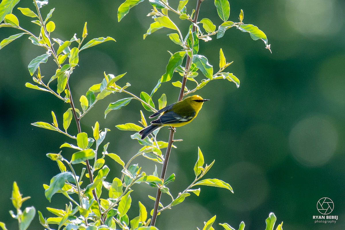 Blue-winged Warbler - ML640520823