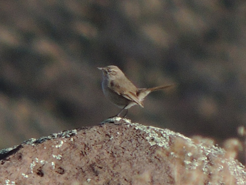 Cordilleran Canastero - ML640520827