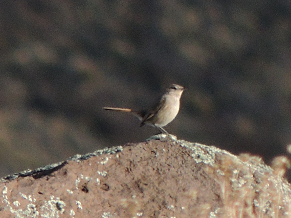 Cordilleran Canastero - ML640520828