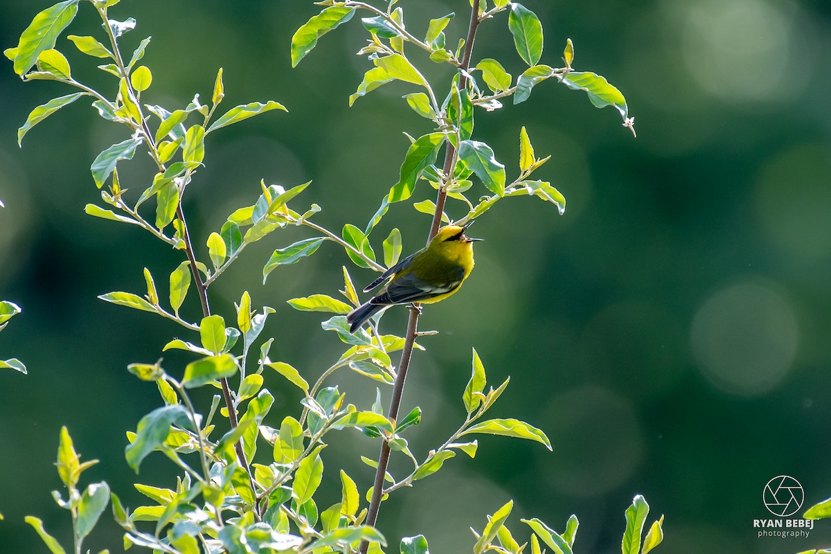 Blue-winged Warbler - ML640520831