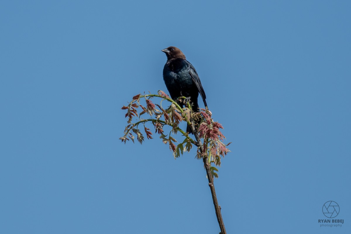 Brown-headed Cowbird - ML640520832