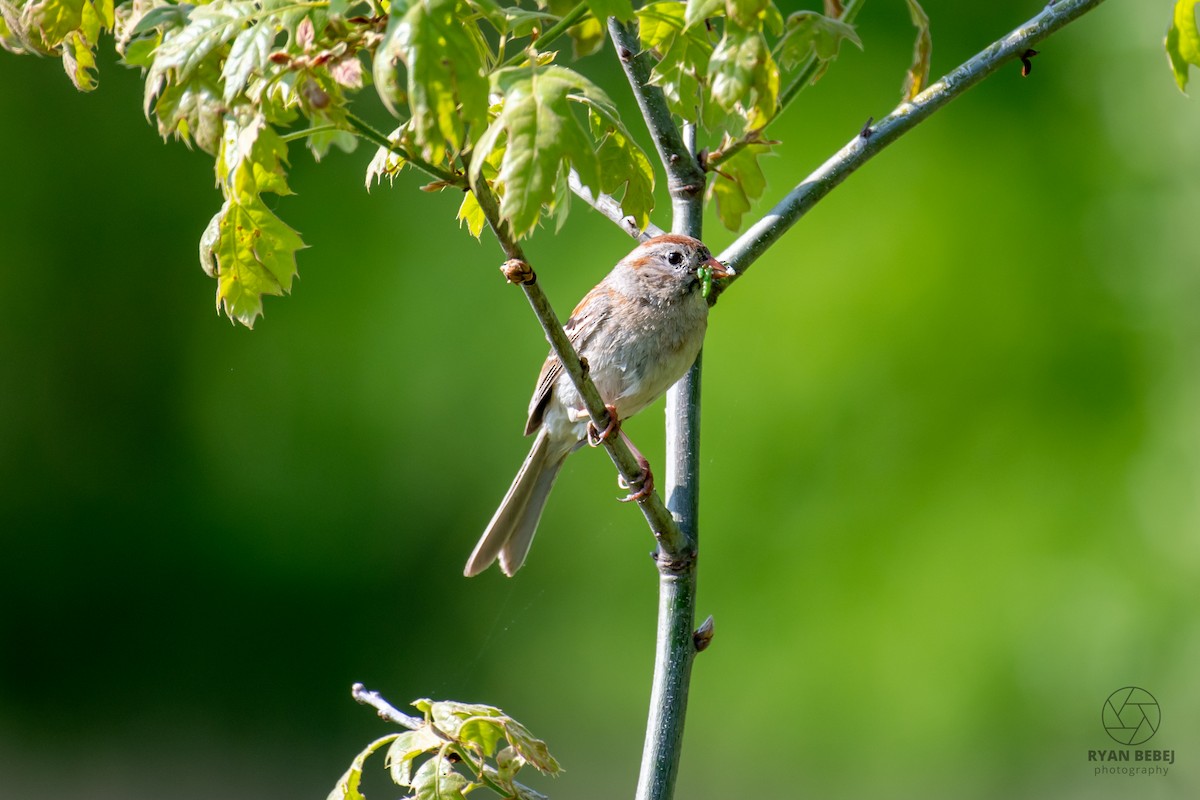 Field Sparrow - ML640520835