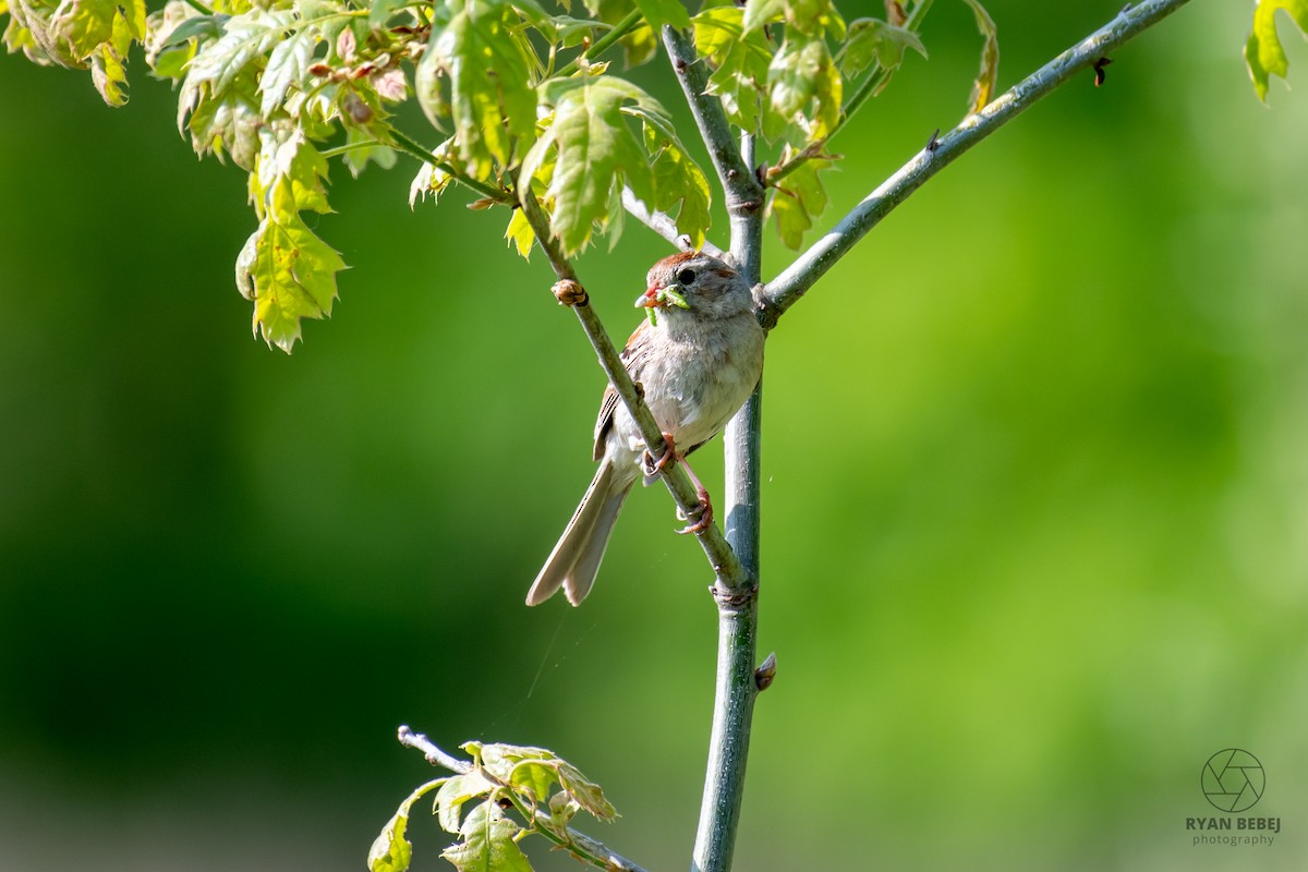 Field Sparrow - ML640520843