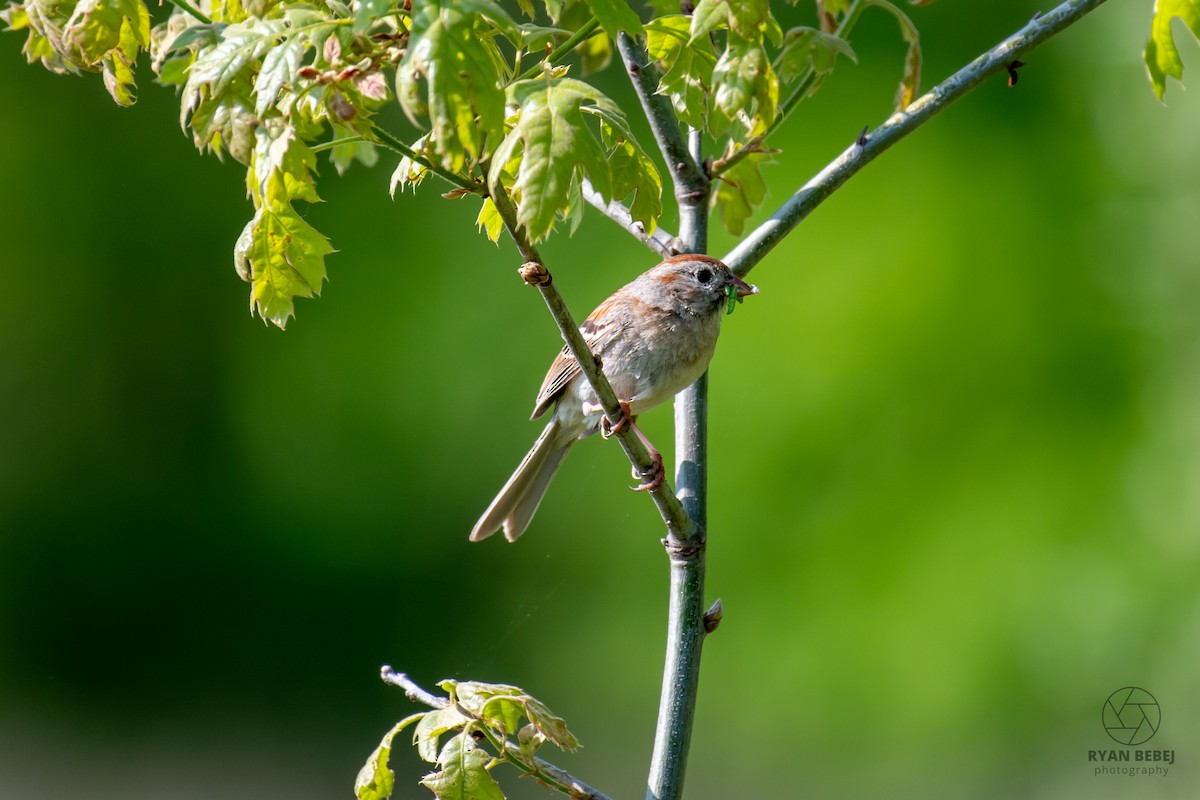 Field Sparrow - ML640520845