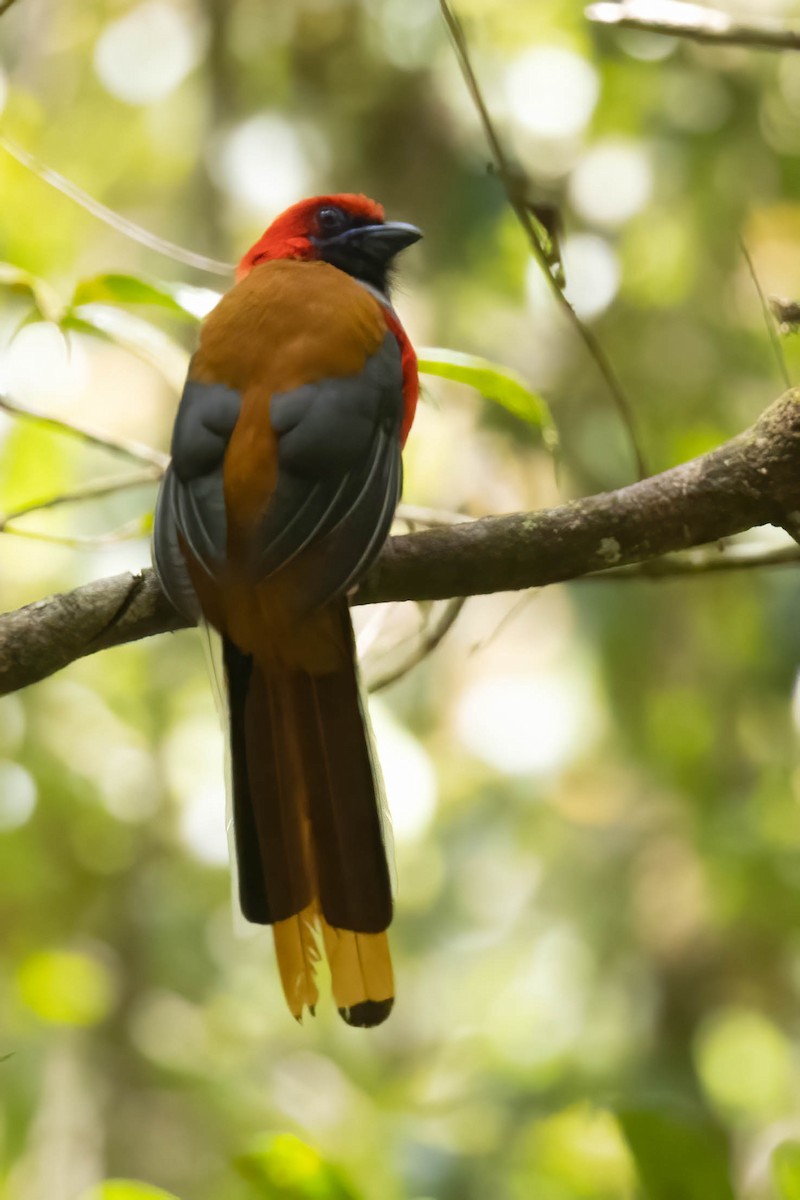 Whitehead's Trogon - ML640520848