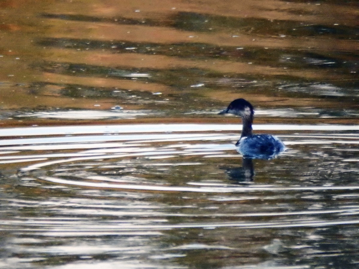Eared Grebe - ML640520899