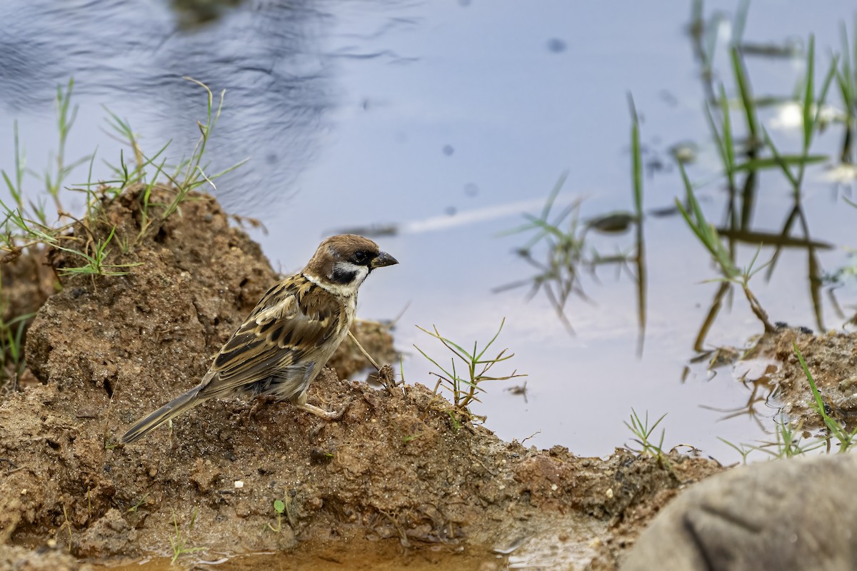 Eurasian Tree Sparrow - ML640520924