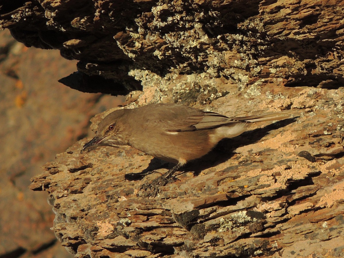 Black-billed Shrike-Tyrant - ML640520948