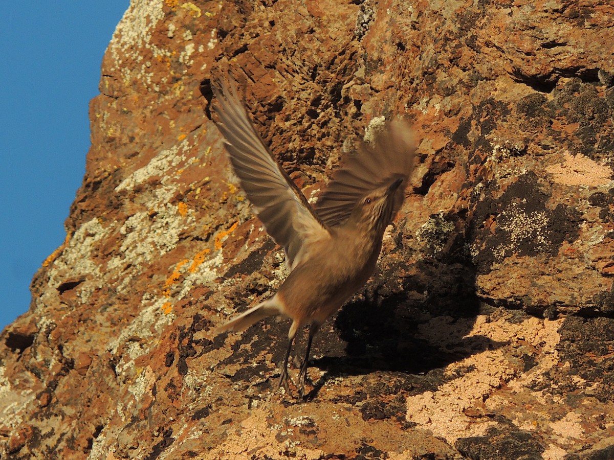 Black-billed Shrike-Tyrant - ML640520950