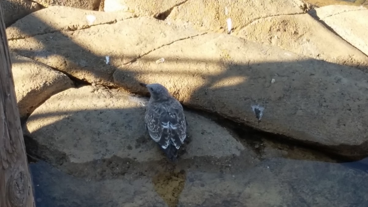 Western Gull - ML640520972