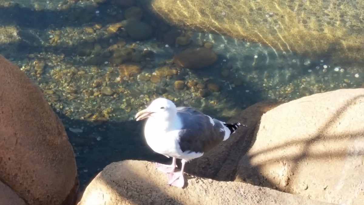 Western Gull - ML640520973
