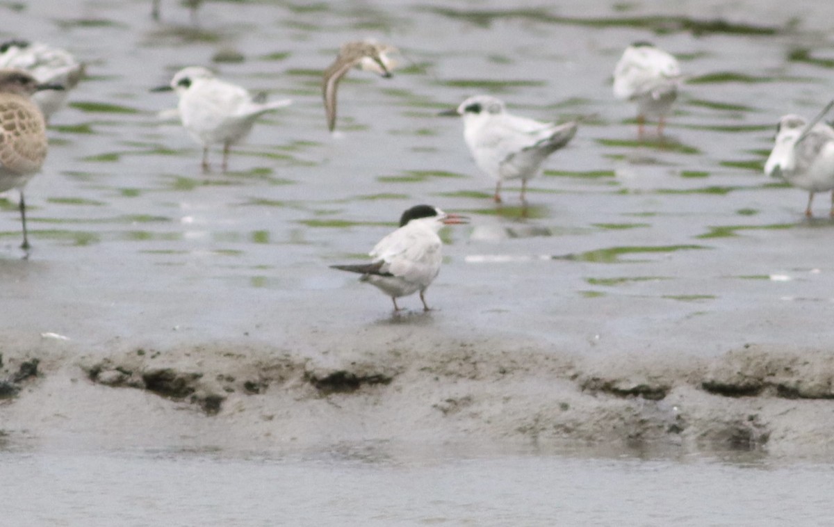 Эгэл хараалай - ML640520975