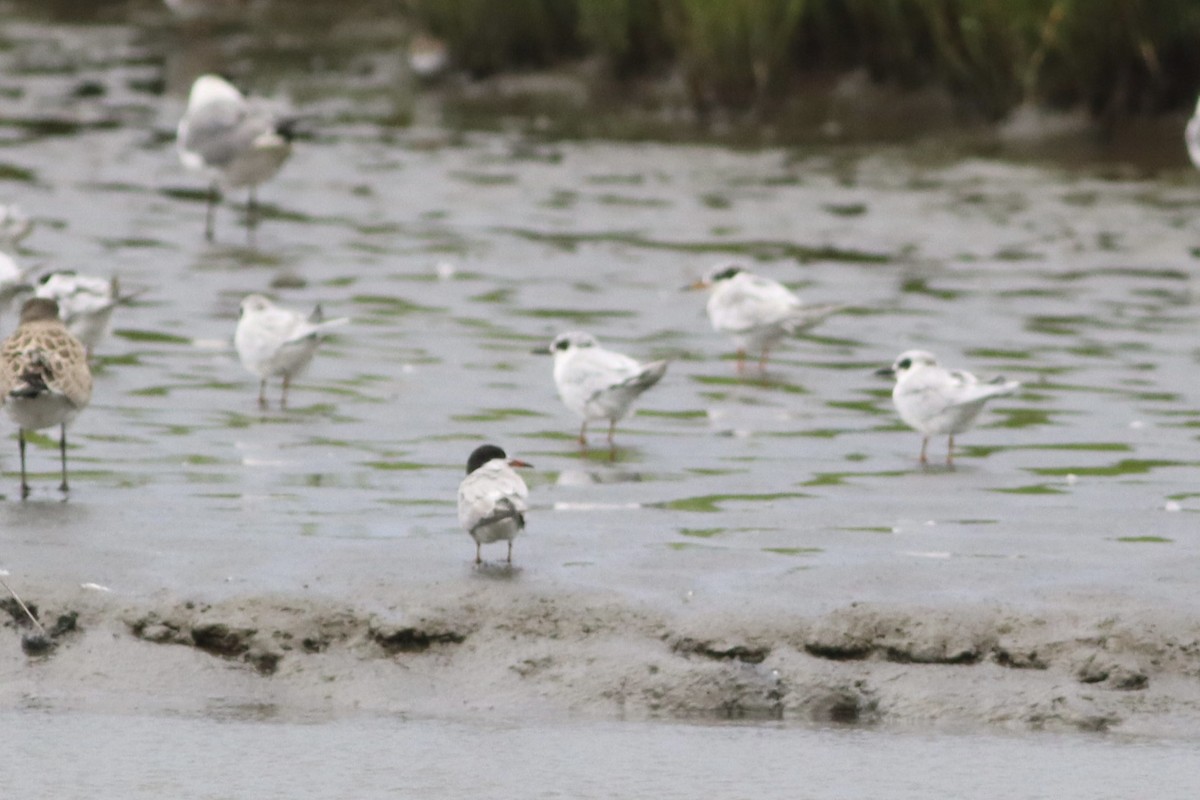 Эгэл хараалай - ML640520976