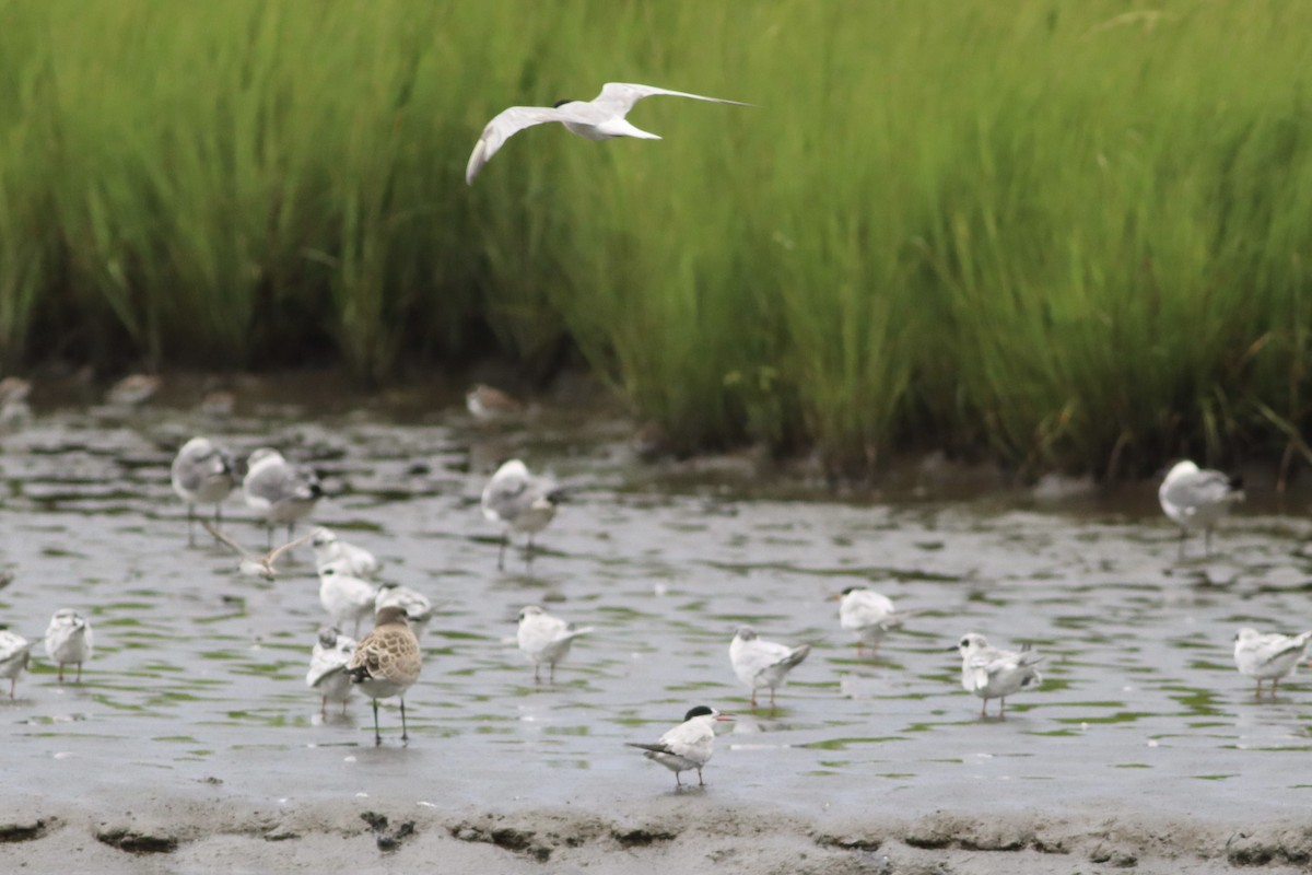 Эгэл хараалай - ML640520977