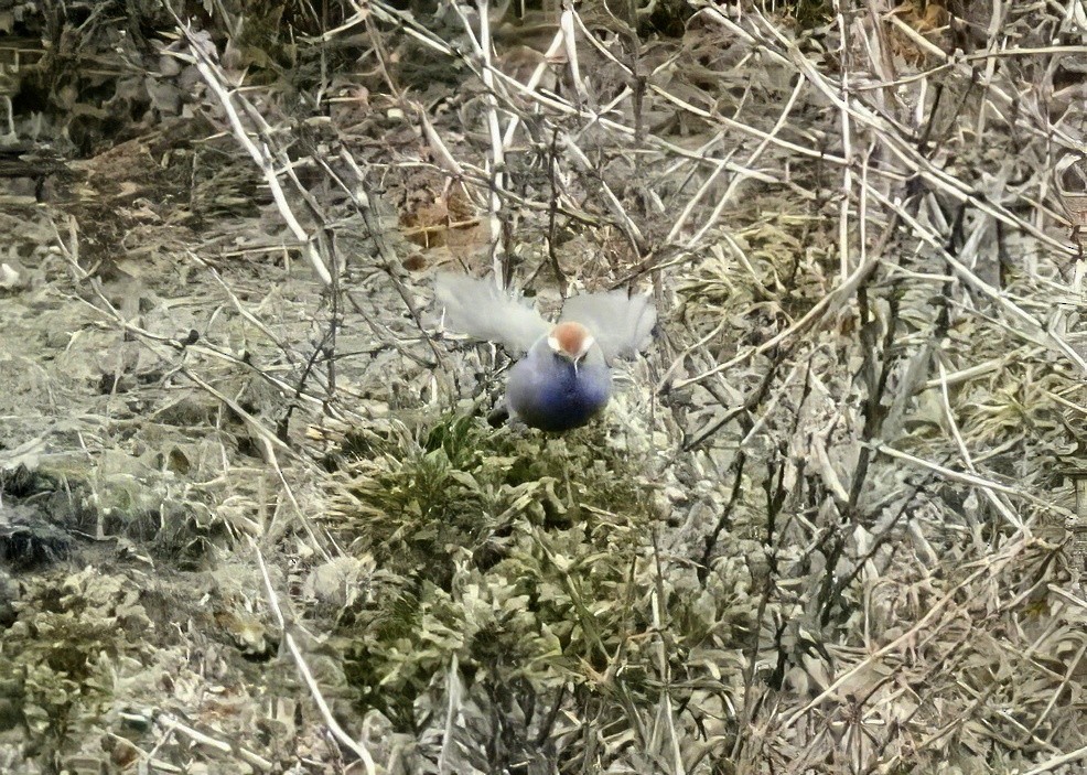 White-browed Tit-Warbler - ML640520978