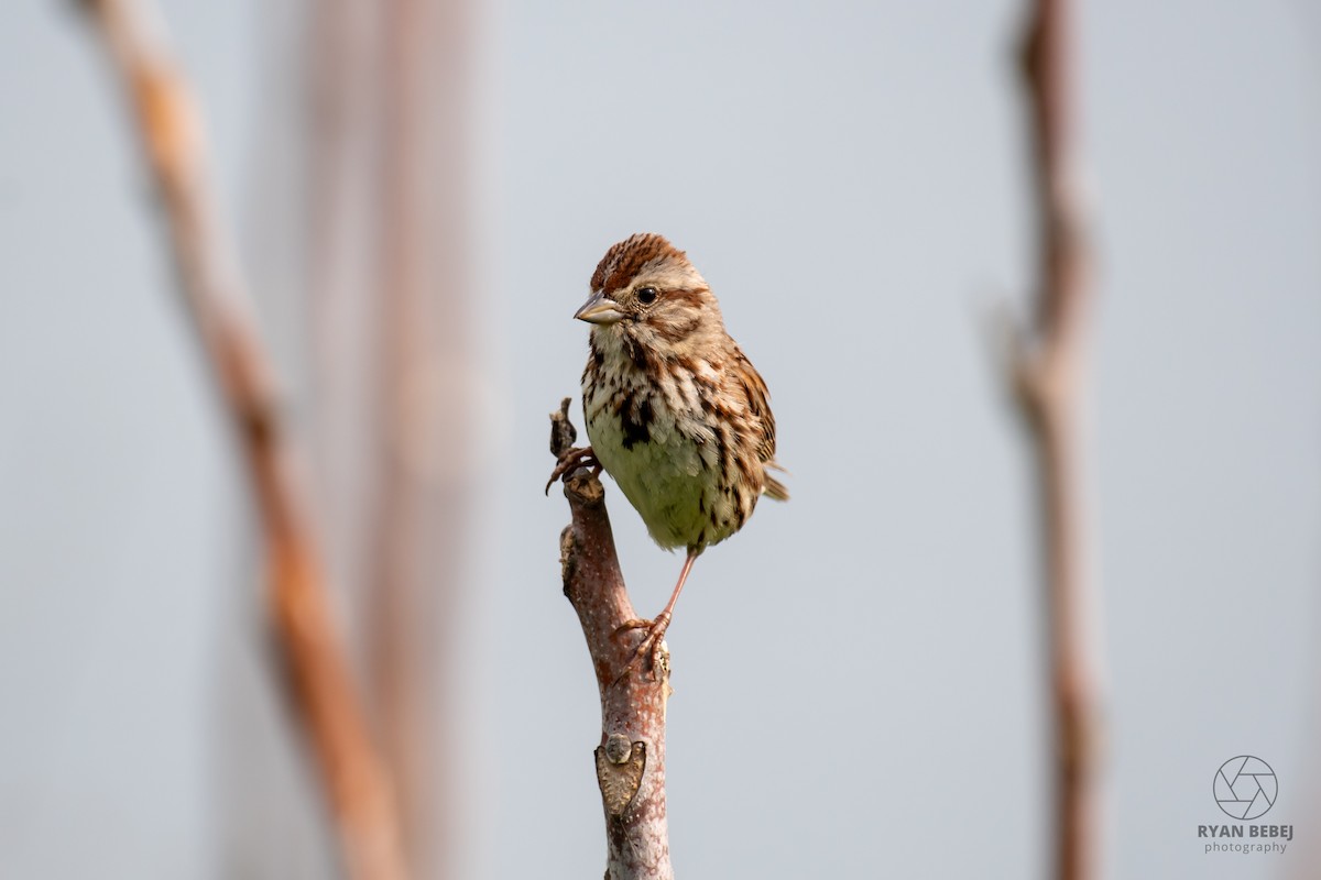 Song Sparrow - ML640520981
