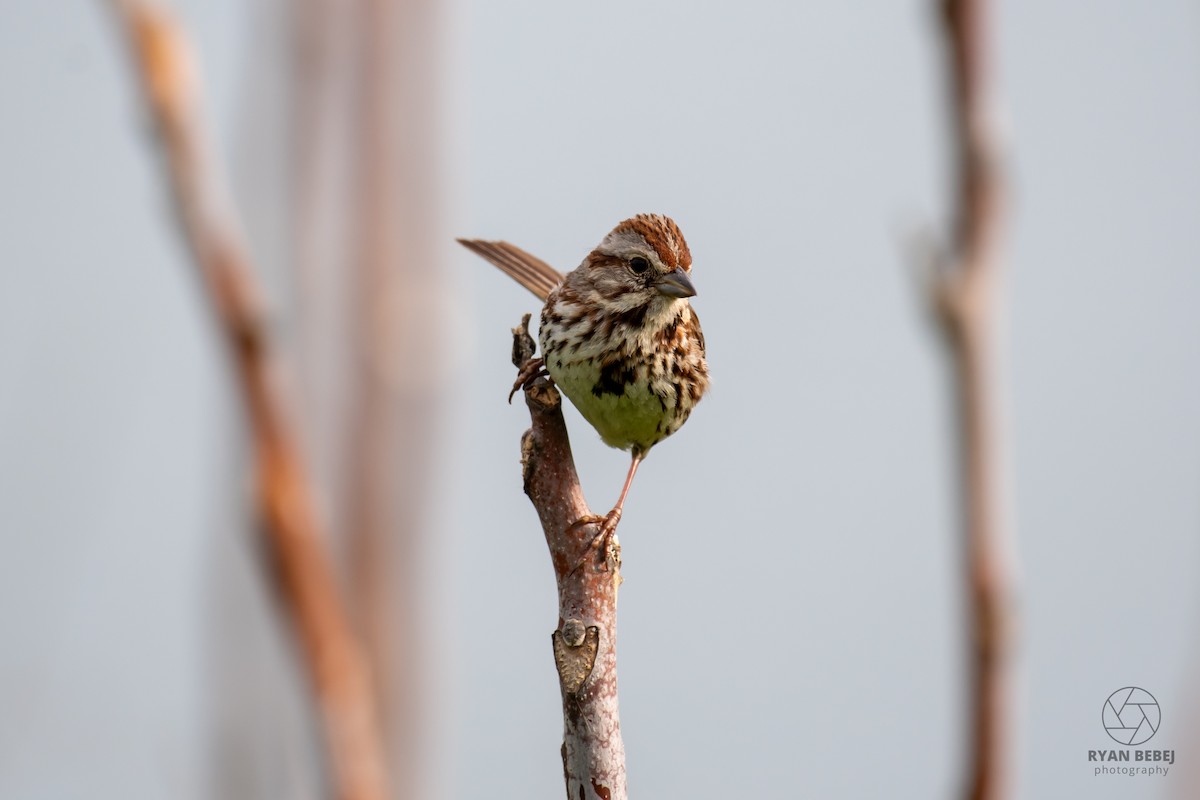 Song Sparrow - ML640520997