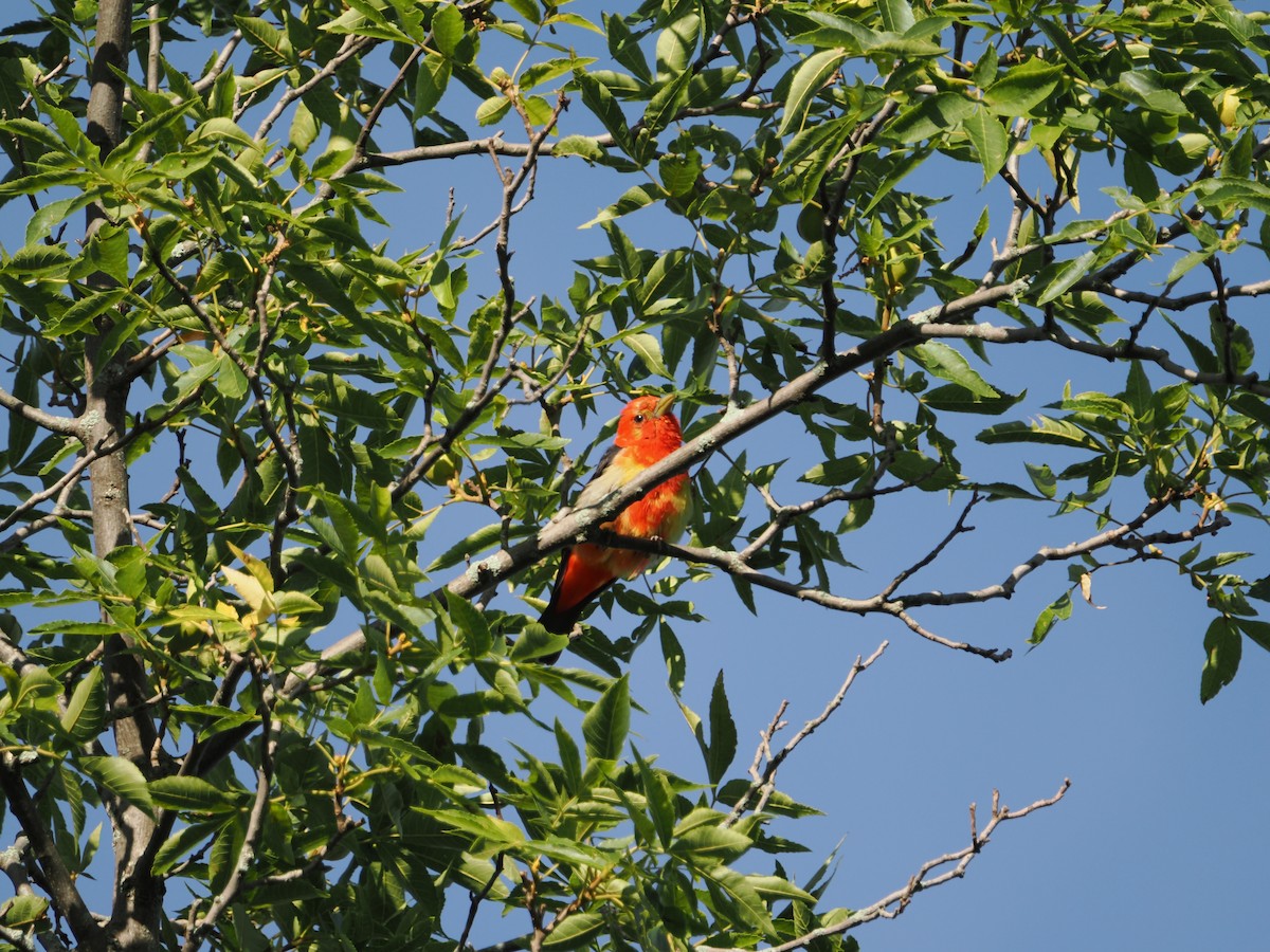 Scarlet Tanager - ML640521022
