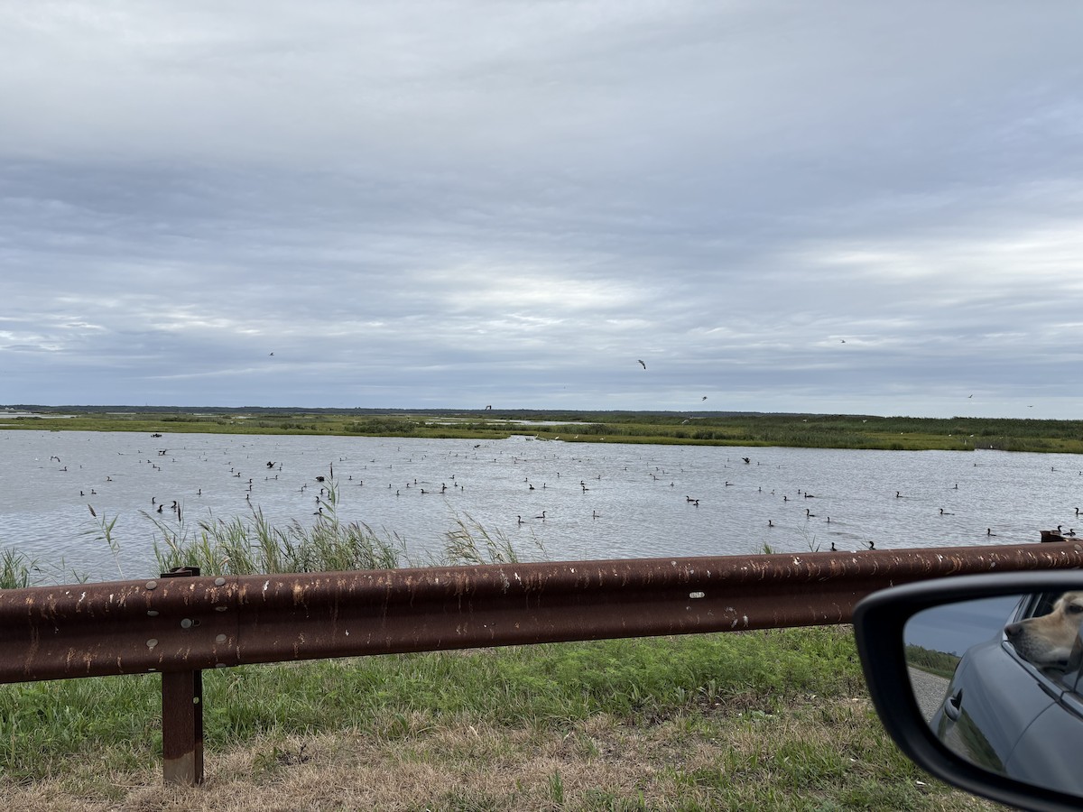 Double-crested Cormorant - ML640521025