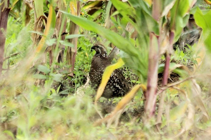 Spot-bellied Bobwhite - ML640521033
