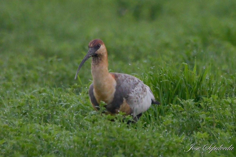 Black-faced Ibis - ML640521049