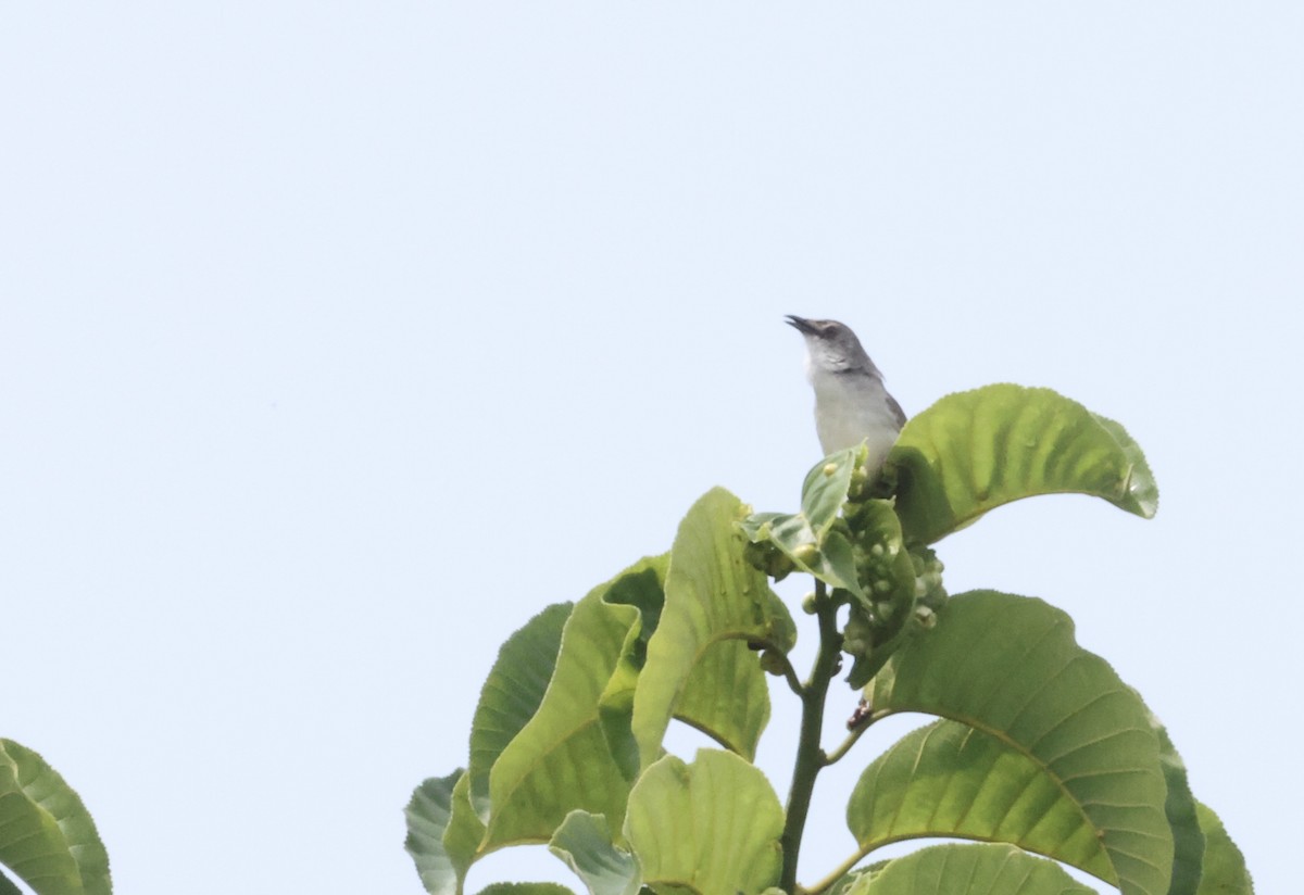 Whistling Cisticola - ML640521127