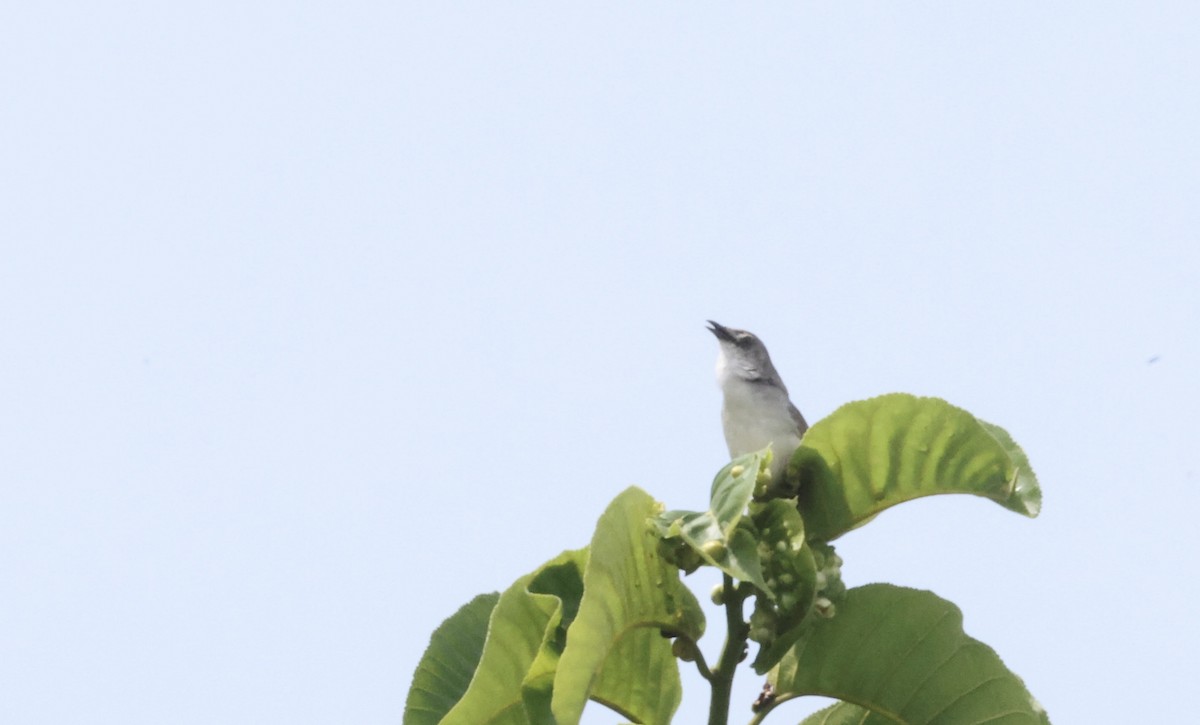 Whistling Cisticola - ML640521129