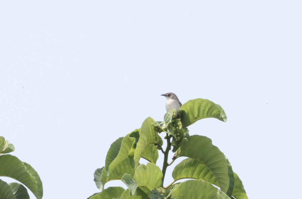 Whistling Cisticola - ML640521130