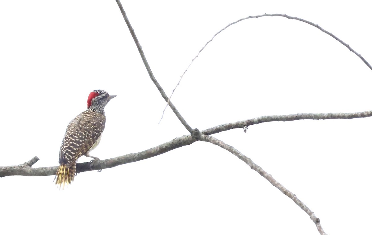 Nubian Woodpecker - ML640521139