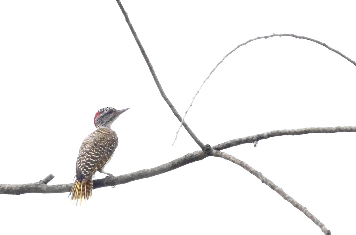 Nubian Woodpecker - ML640521141