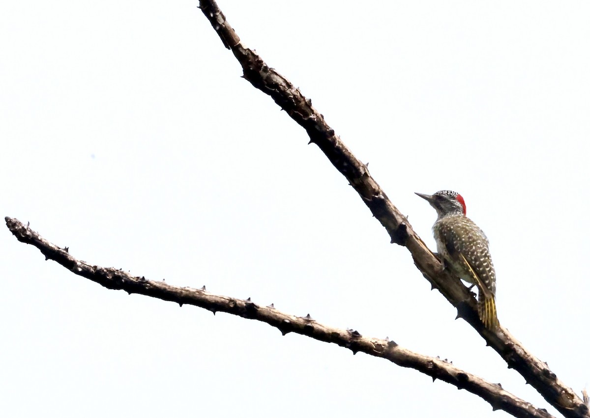 Nubian Woodpecker - ML640521142
