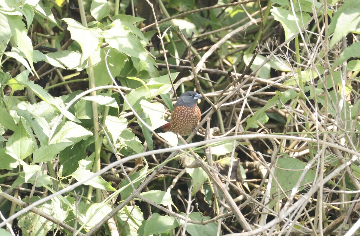 Brown Twinspot - ML640521166