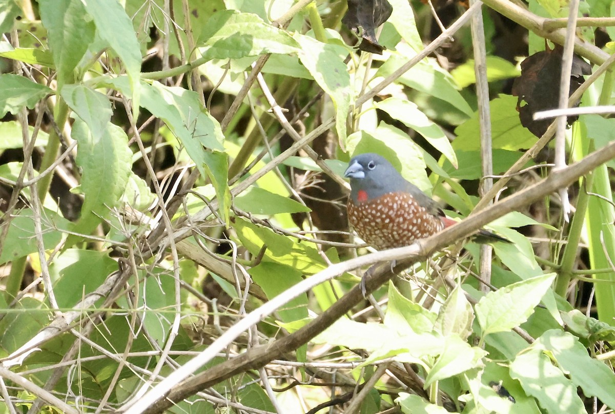 Brown Twinspot - ML640521167