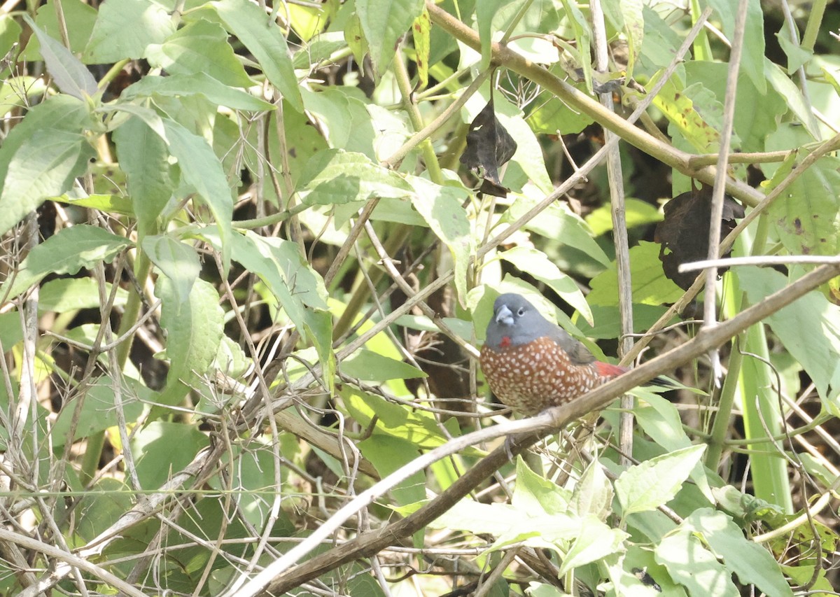 Brown Twinspot - ML640521168