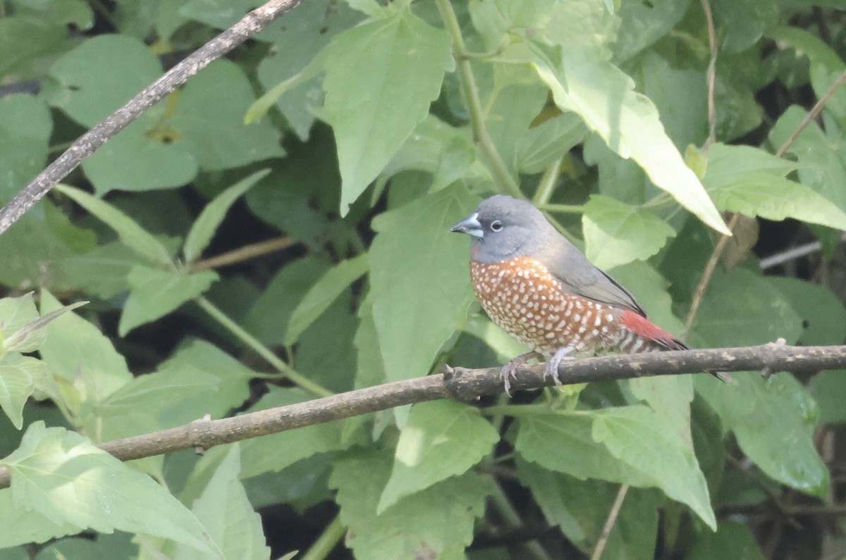 Brown Twinspot - ML640521169