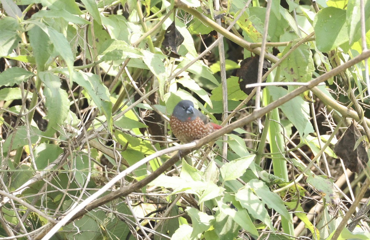 Brown Twinspot - ML640521170
