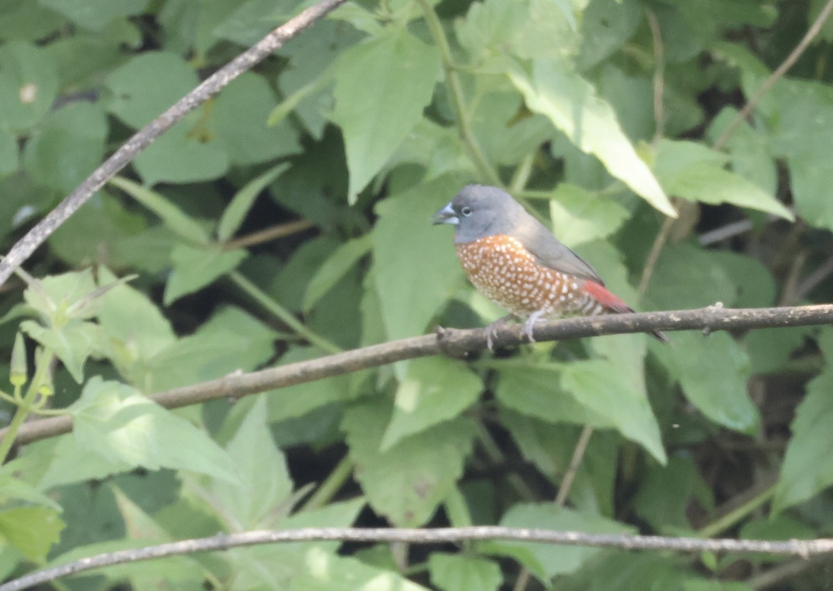 Brown Twinspot - ML640521171