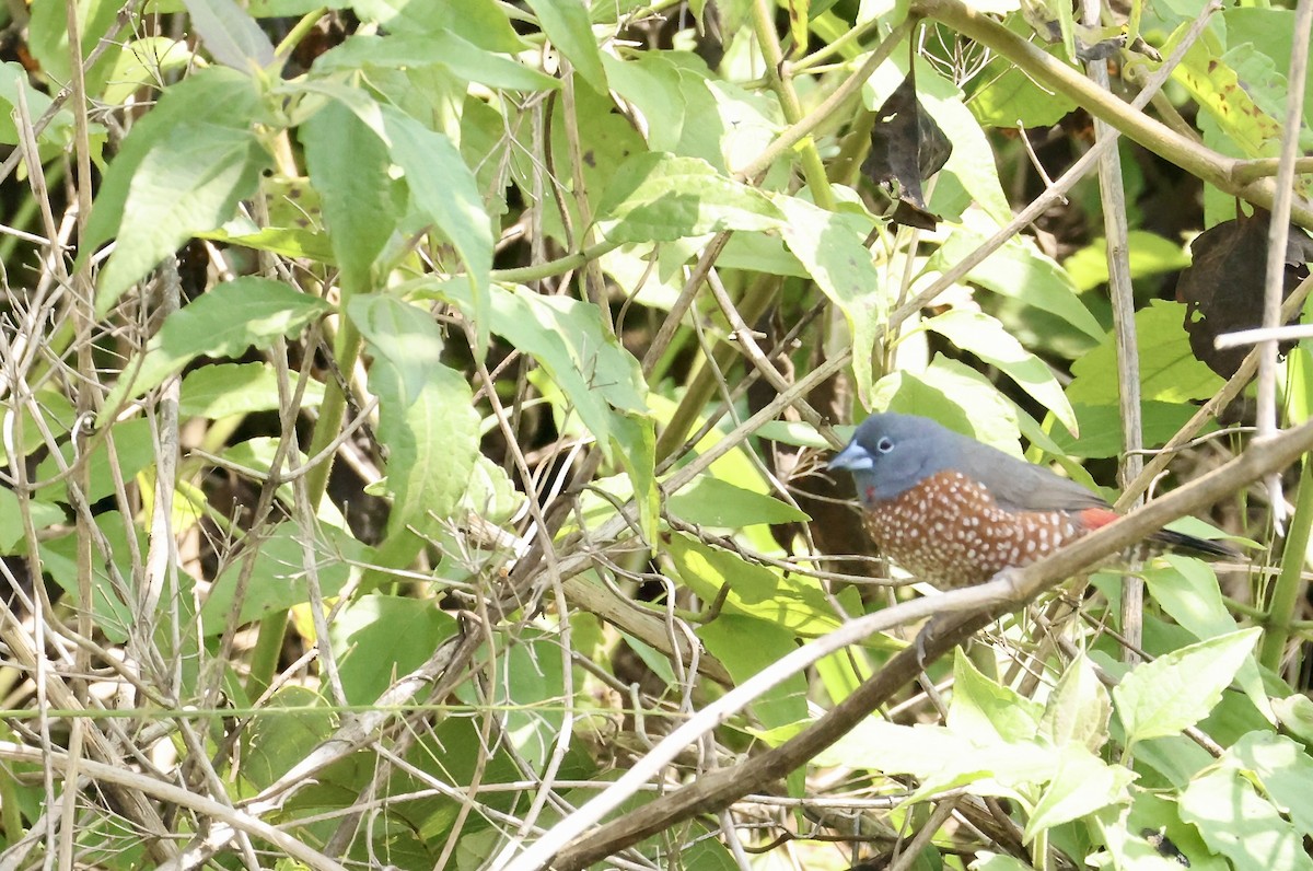 Brown Twinspot - ML640521172