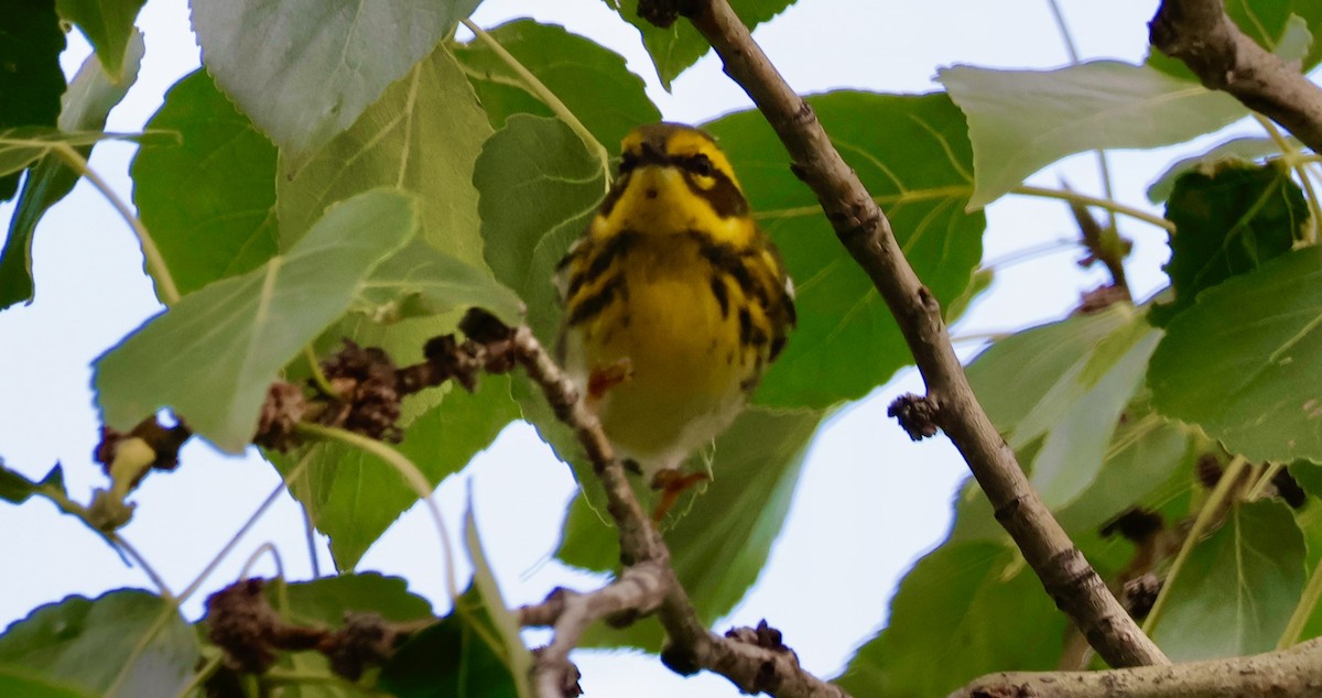Townsend's Warbler - ML640521229