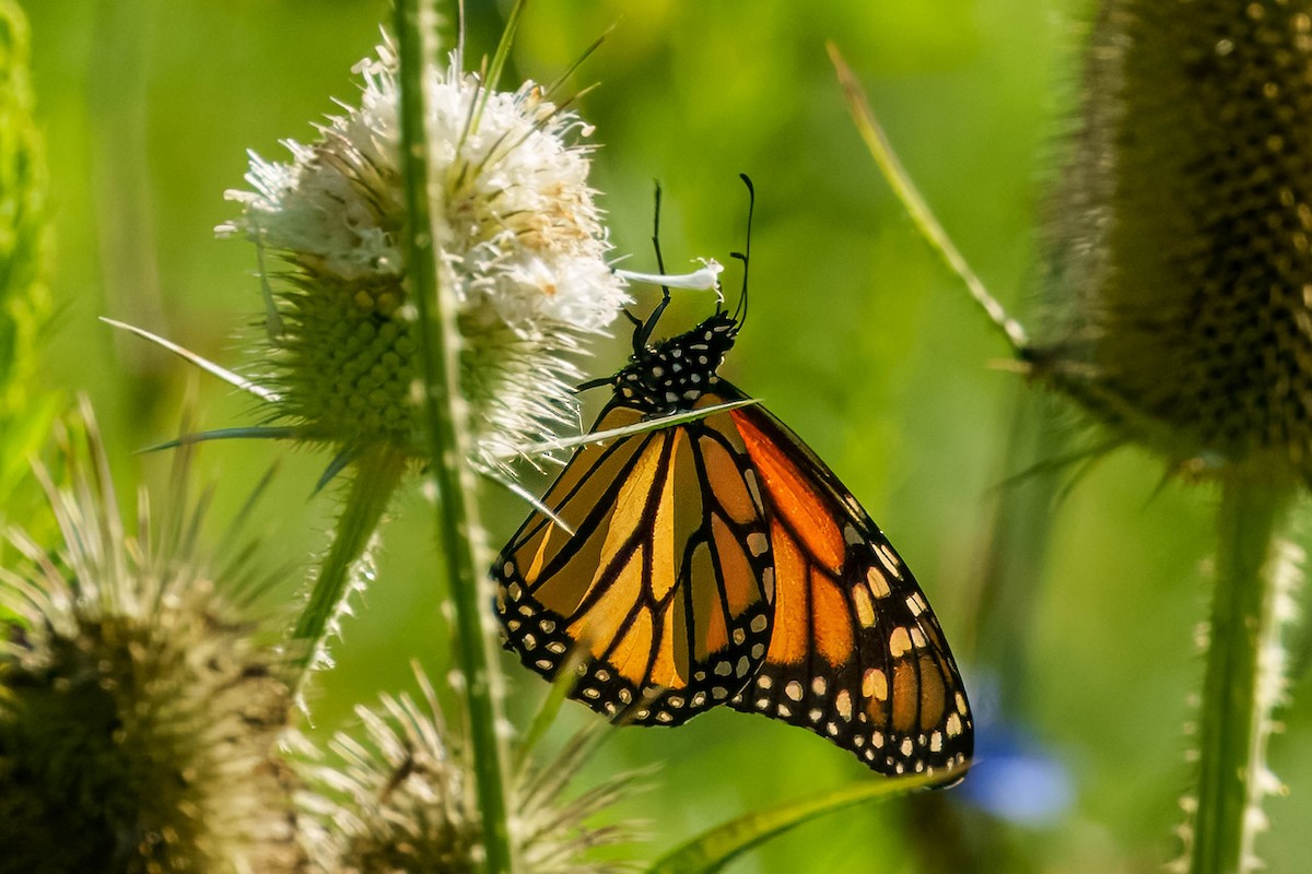 Monarch - ML640521243