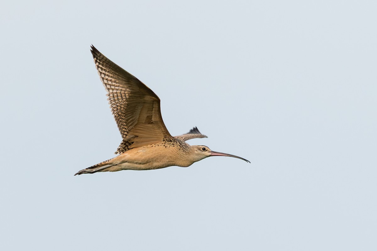 Long-billed Curlew - ML640521262