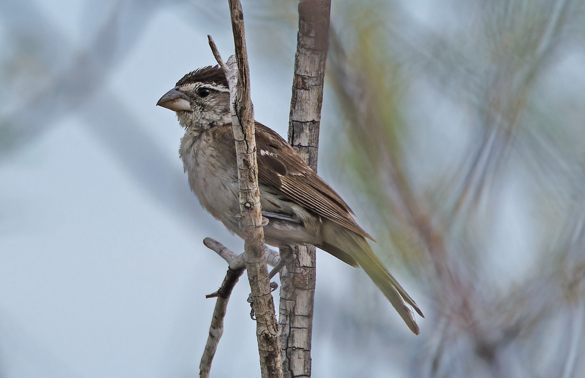 Rose-breasted/Black-headed Grosbeak - ML640521270