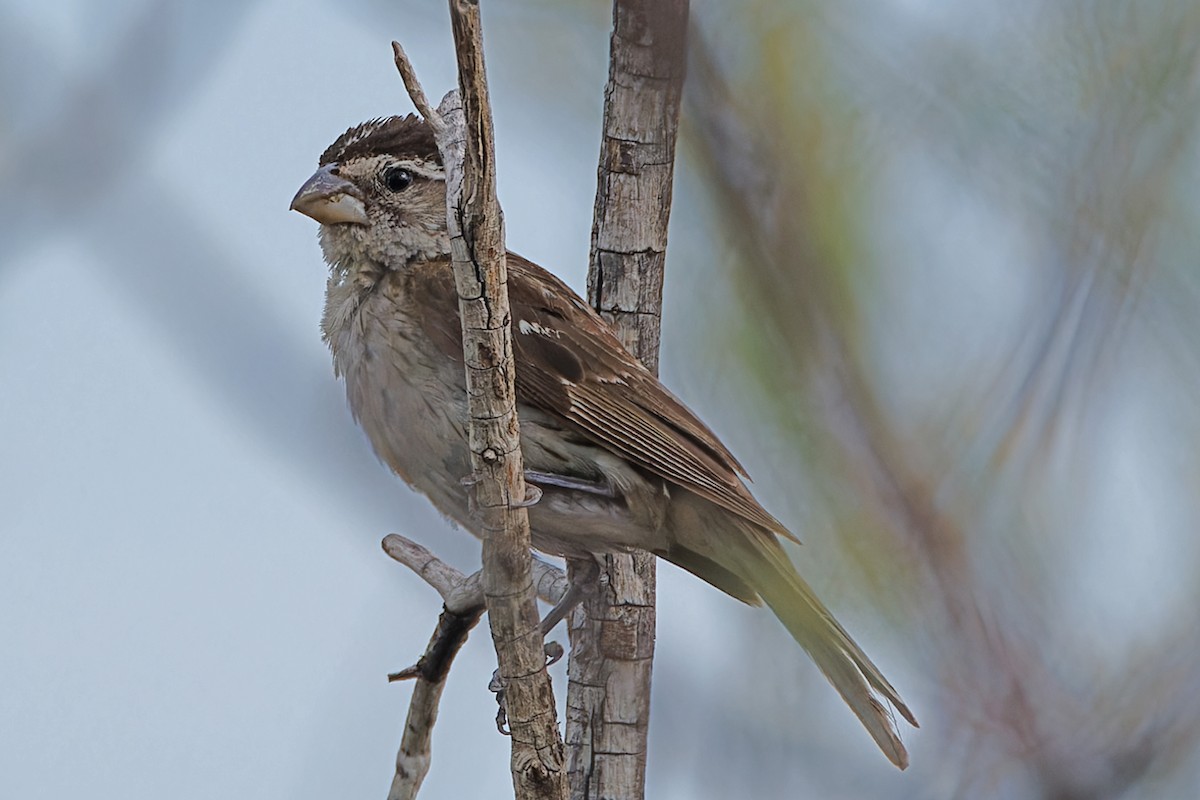 Rose-breasted/Black-headed Grosbeak - ML640521271