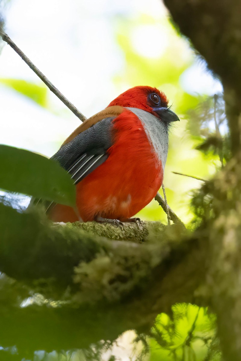 Whitehead's Trogon - ML640521309