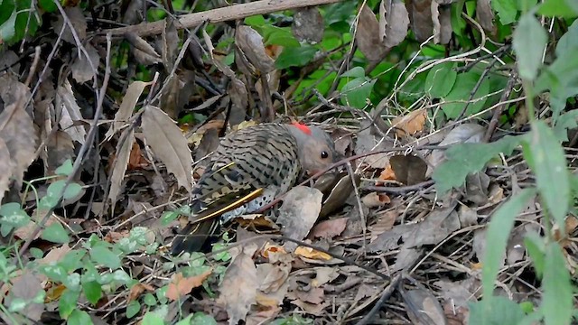 Northern Flicker - ML640521331