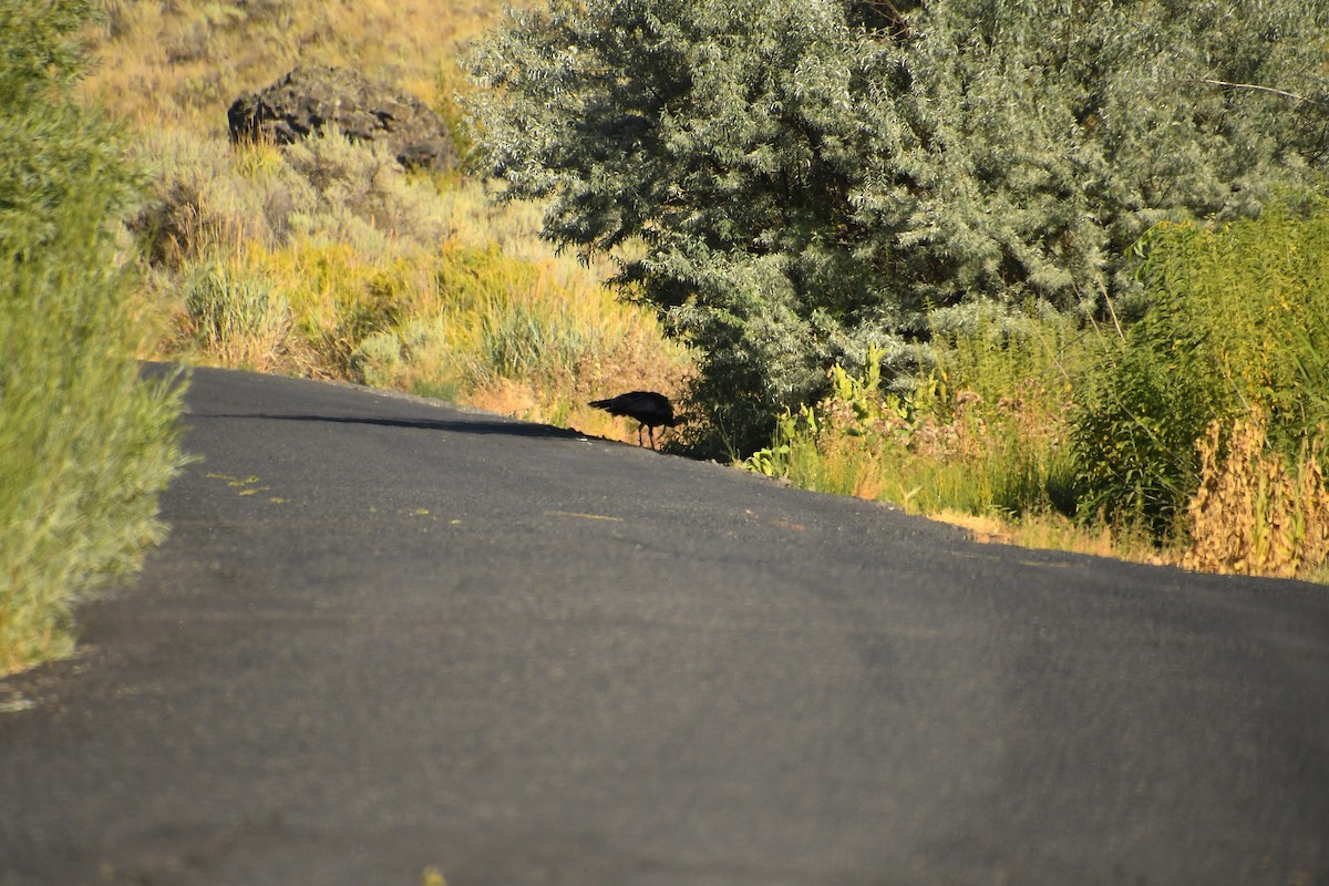 Wild Turkey - ML640521405