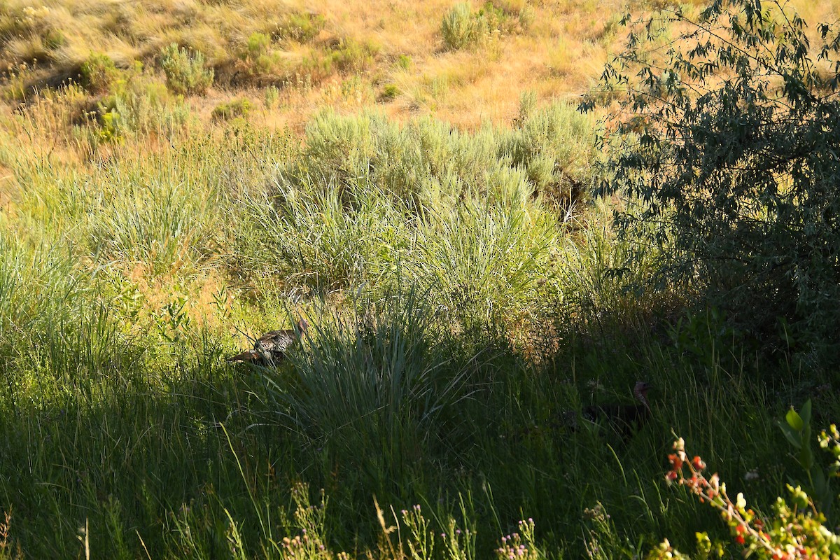 Wild Turkey - ML640521407