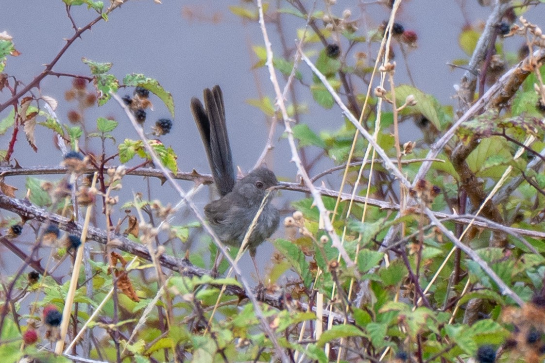 Marmora's Warbler - ML640521568